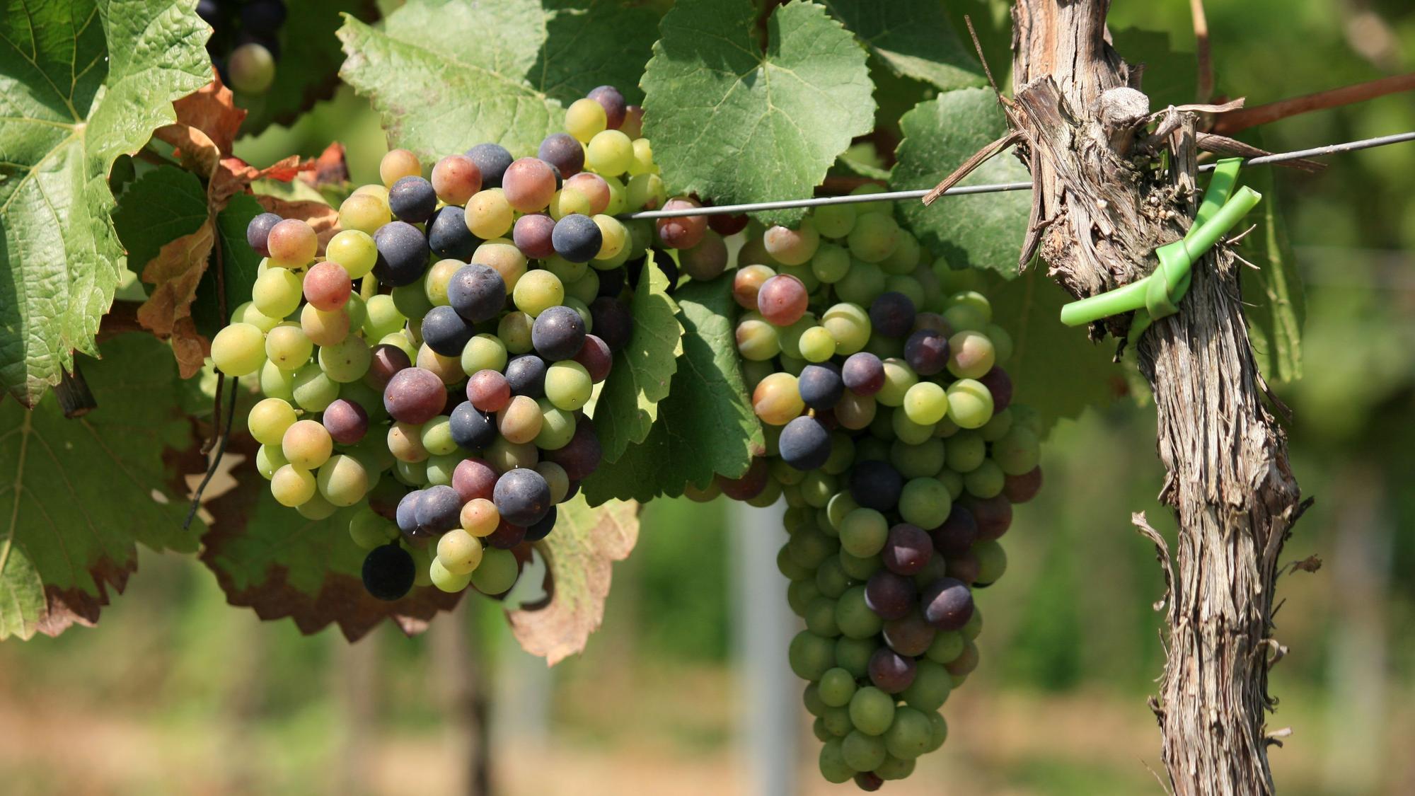 Weintrauben an einem Weinstock