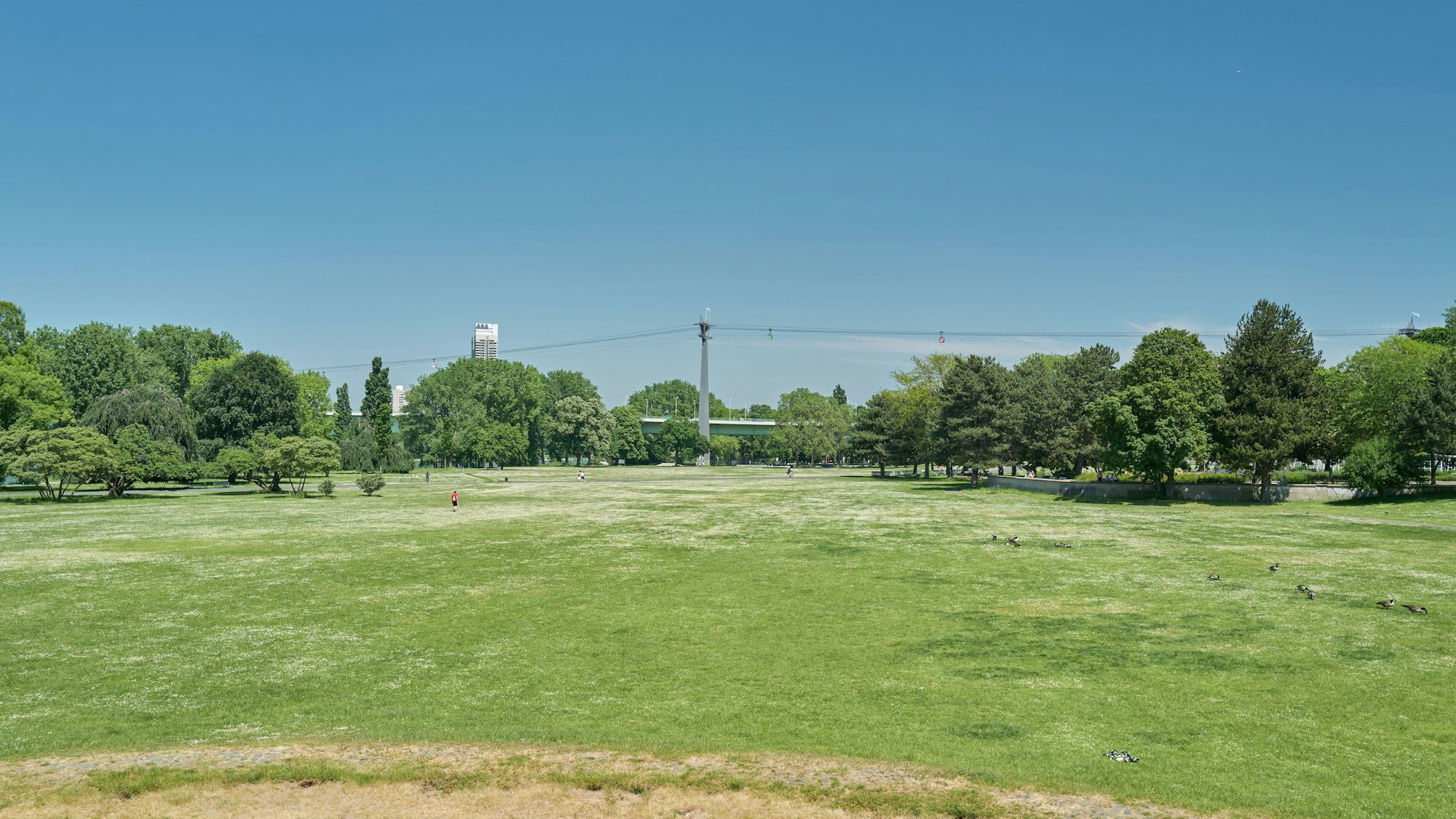 Zu sehen ist der Kölner Rheinpark.