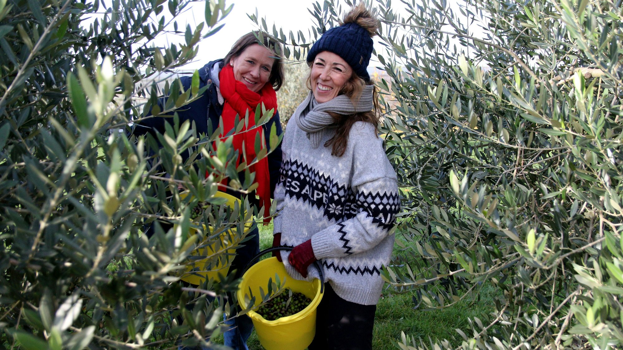 Zwei Frauen stehen in einem Olivenhain. Der Eimer, in dem sie die reifen Oliven sammeln, ist halbvoll.