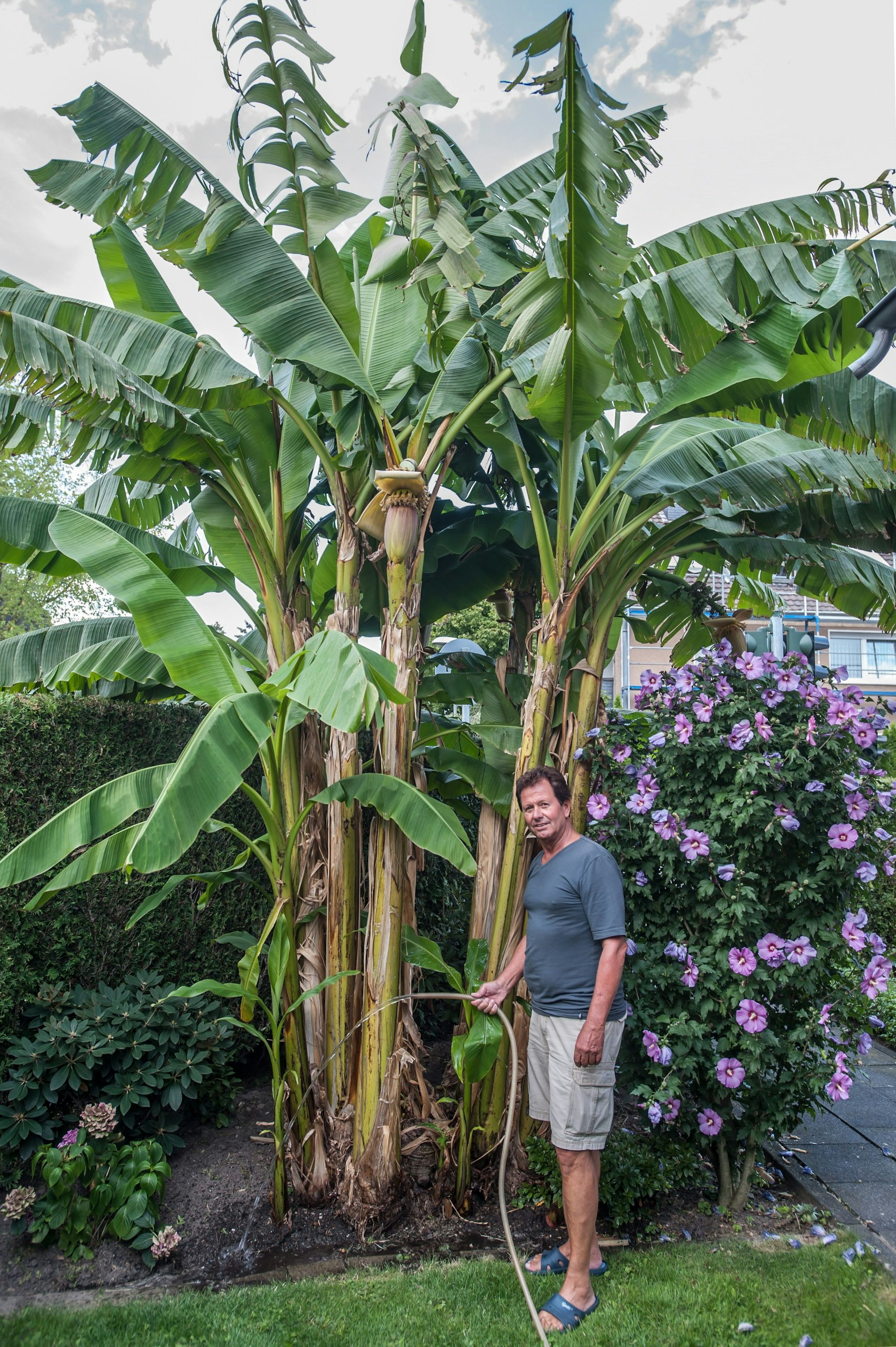 Bananenstauden in einem Garten in Rheindorf (Archivbild, 2017).