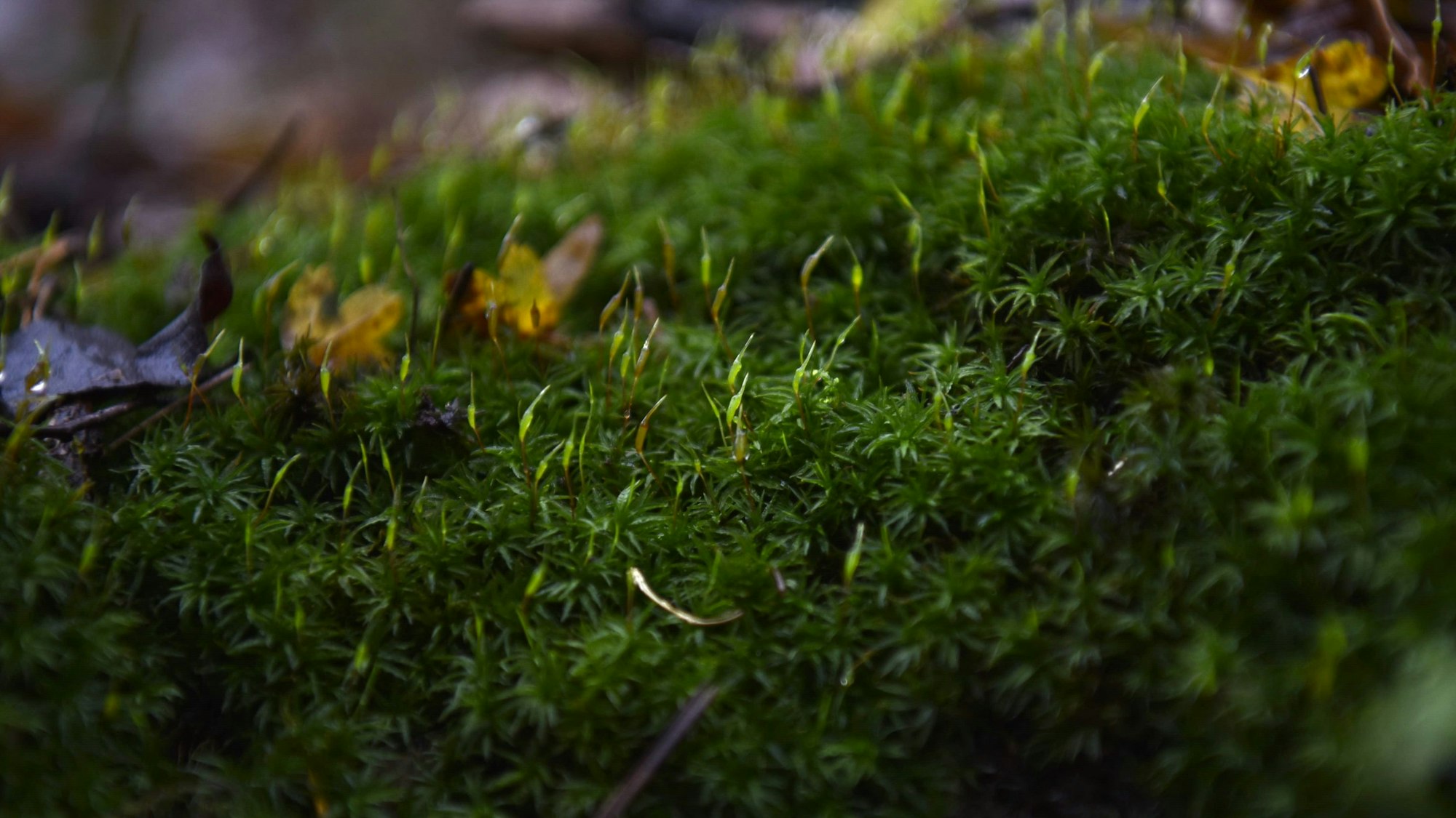 Auf diesem Katharinenmoos sind die hellgrünen Kapseln der Pflanze gut zu erkennen.