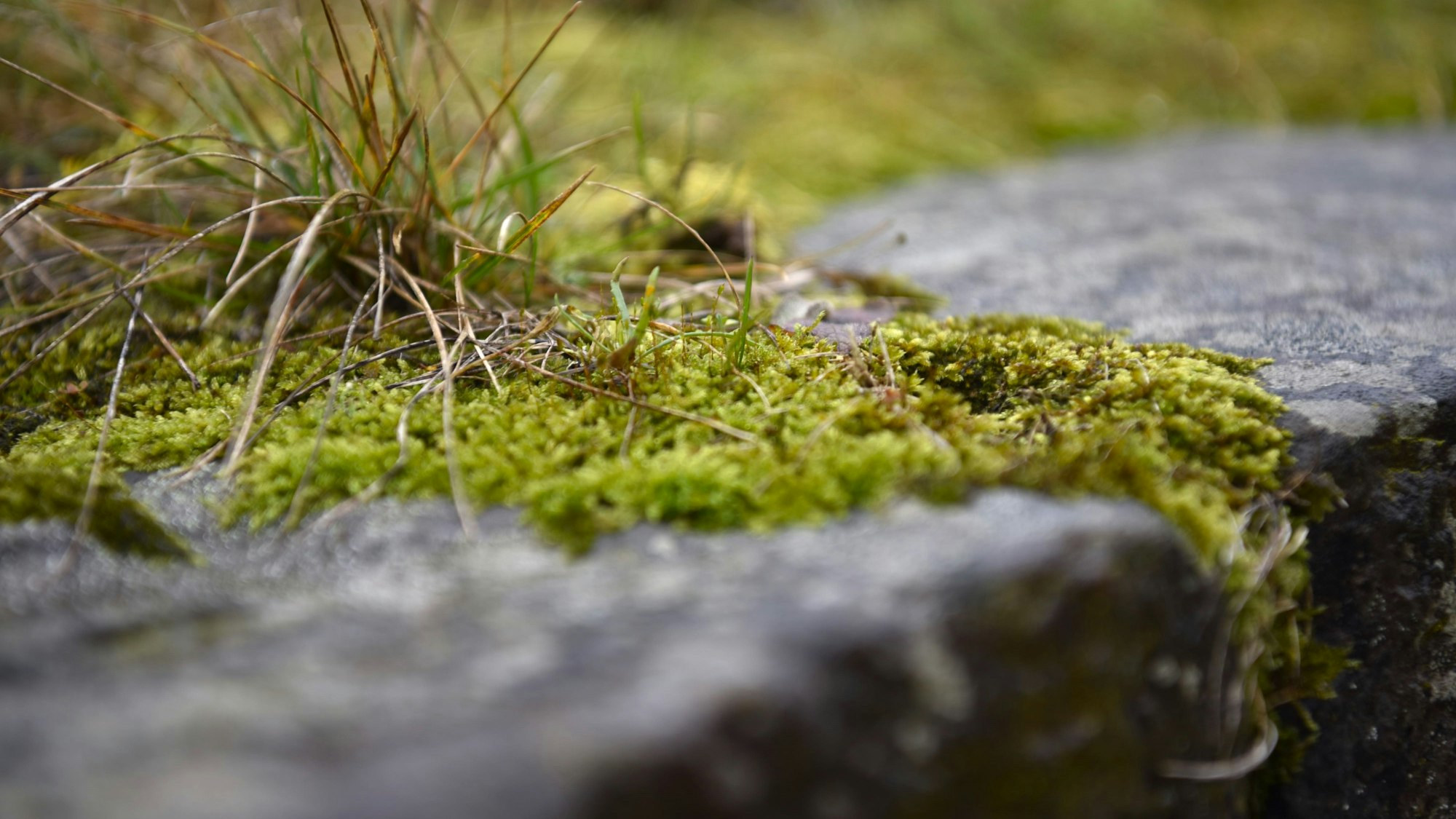 Schlafmoos wächst auf einer Mauer.