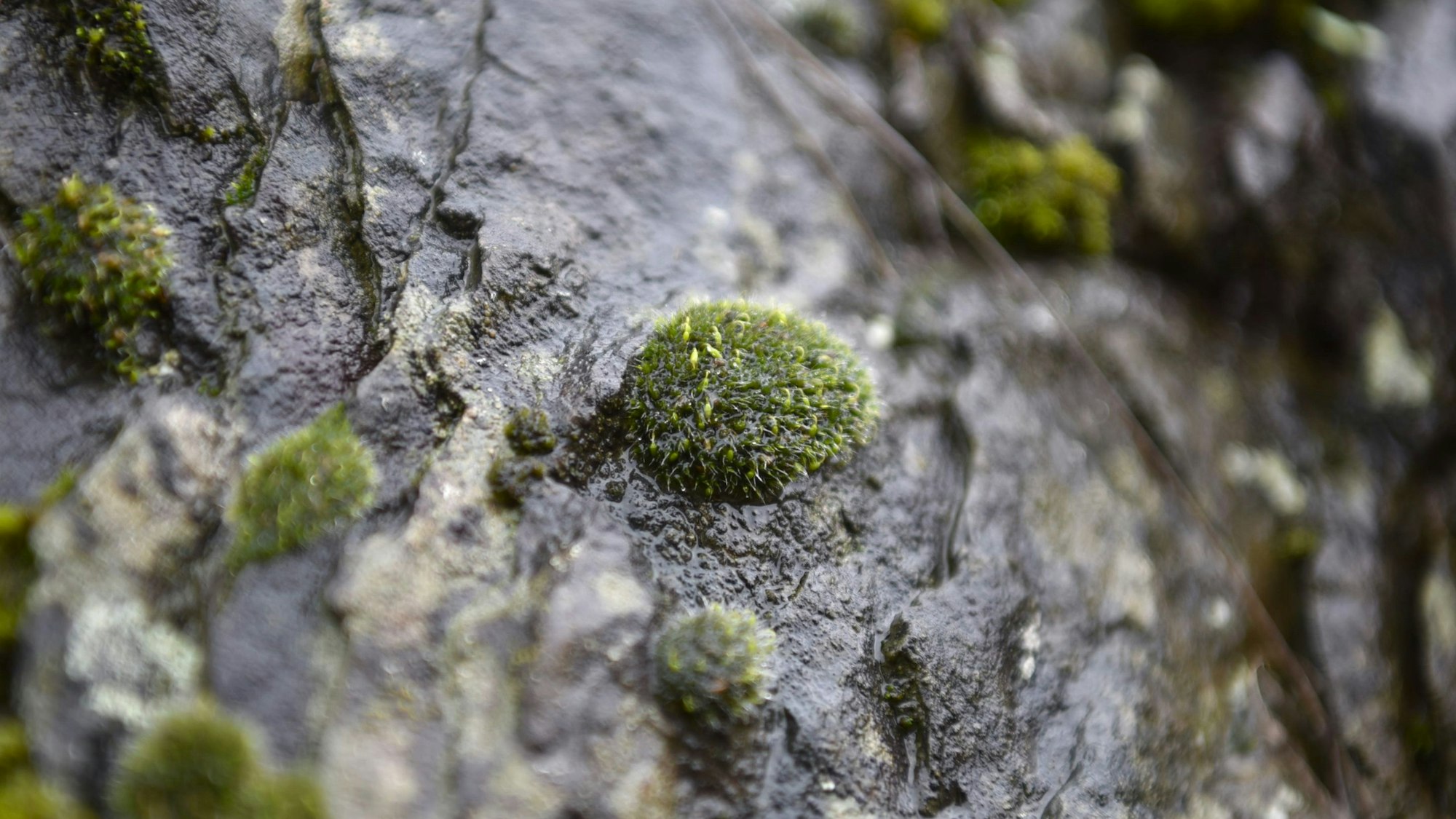 Kissenmoos bildet an einer Felswand kleine, dunkelgrüne Kissen.