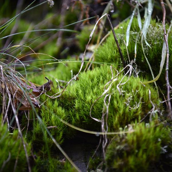 Die kleinen grünen Blätter vom Besenmoos sind alle in eine Richtung gebogen.