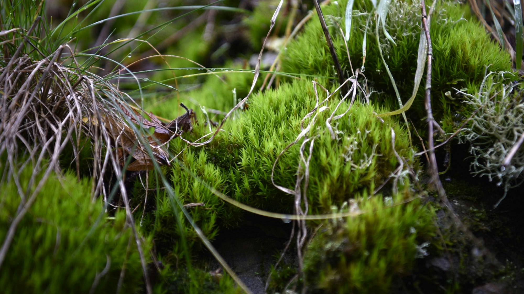 Die kleinen grünen Blätter vom Besenmoos sind alle in eine Richtung gebogen.