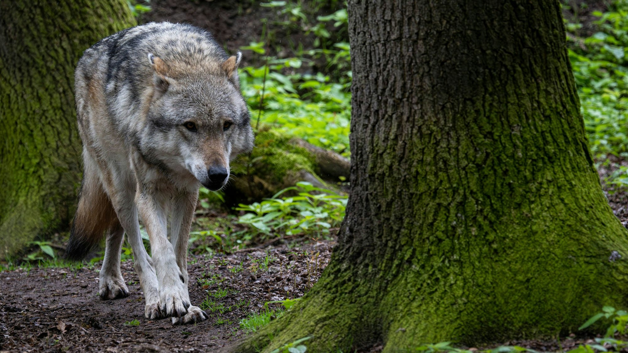 Ein Europäischer Grauwolfläuft zwischen Bäumen.
