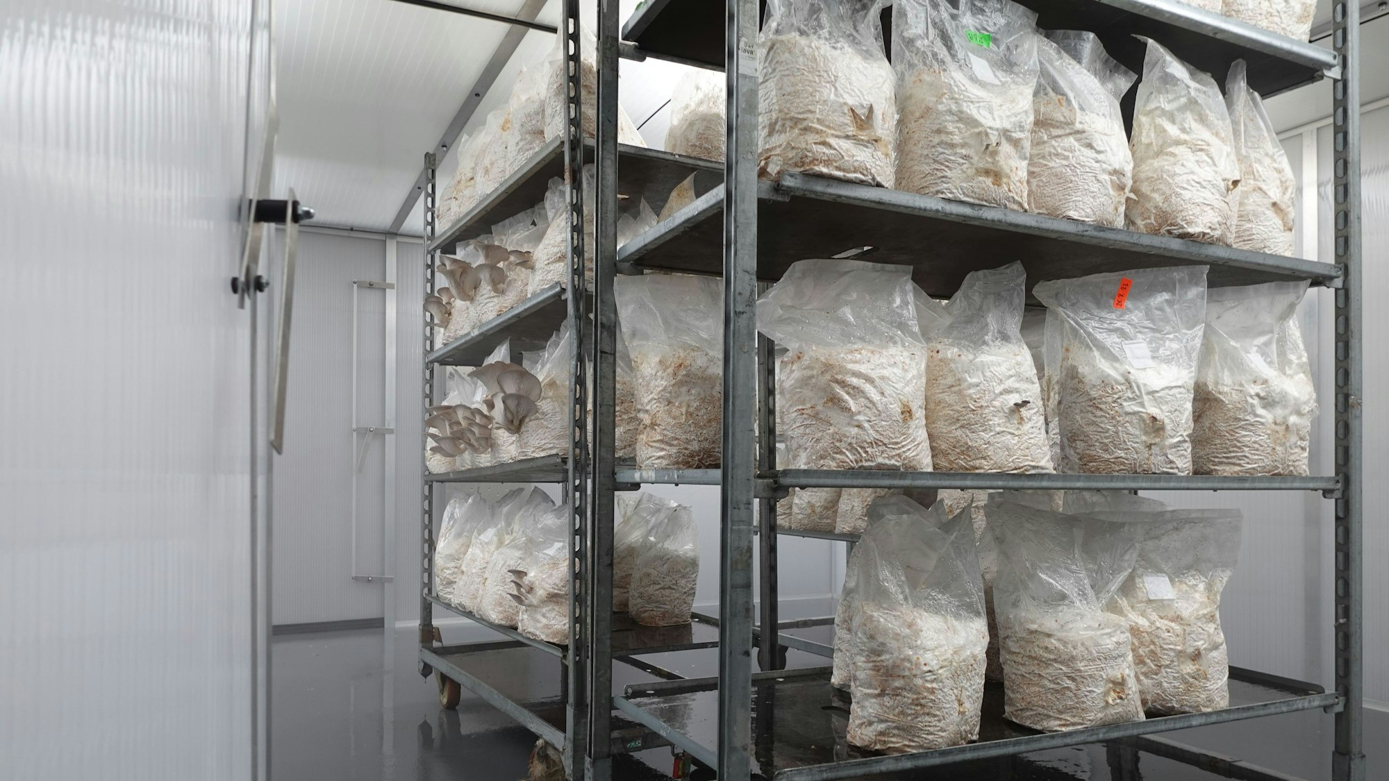 Die Pilzling-Produktionsstätte war bereits im Frühjahr beinahe startklar –– doch die Baugenehmigung blieb aus