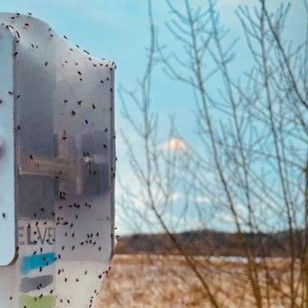 Ein Schild in der Vulkaneifel ist von Spinnenweben überzogen.