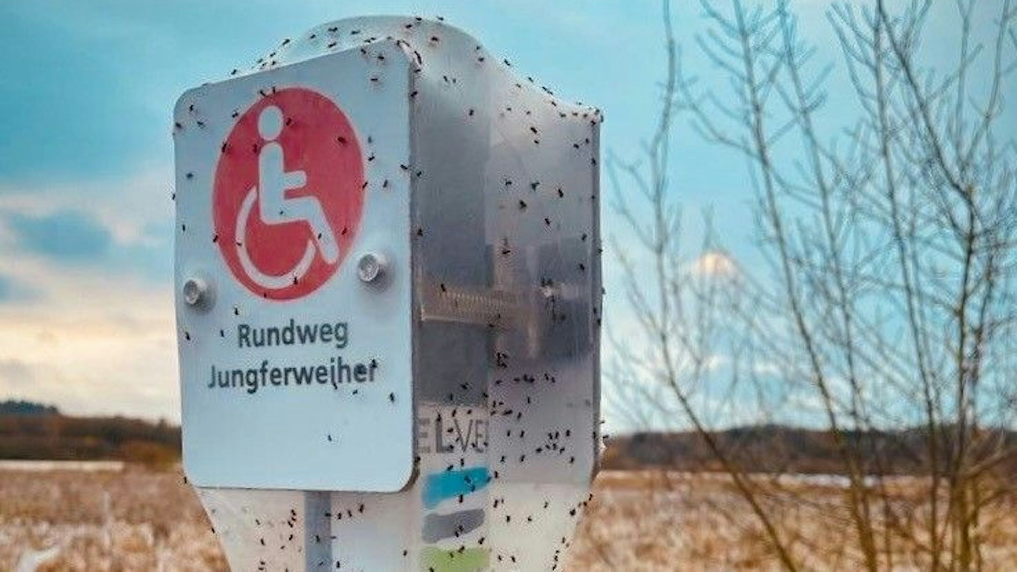 Ein Schild in der Vulkaneifel ist von Spinnenweben überzogen.