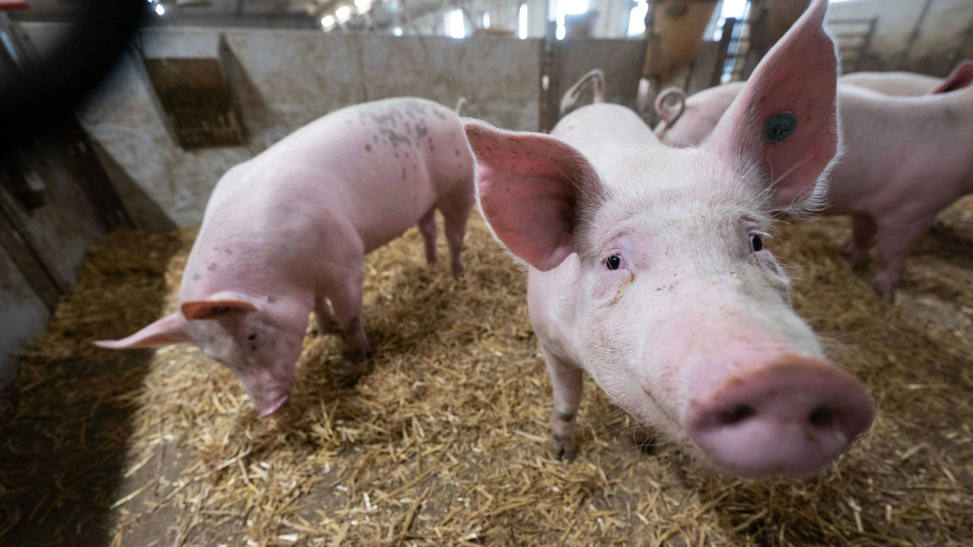 Schweine stehen in der Bucht eines Tierwohl-Schweinestalls.