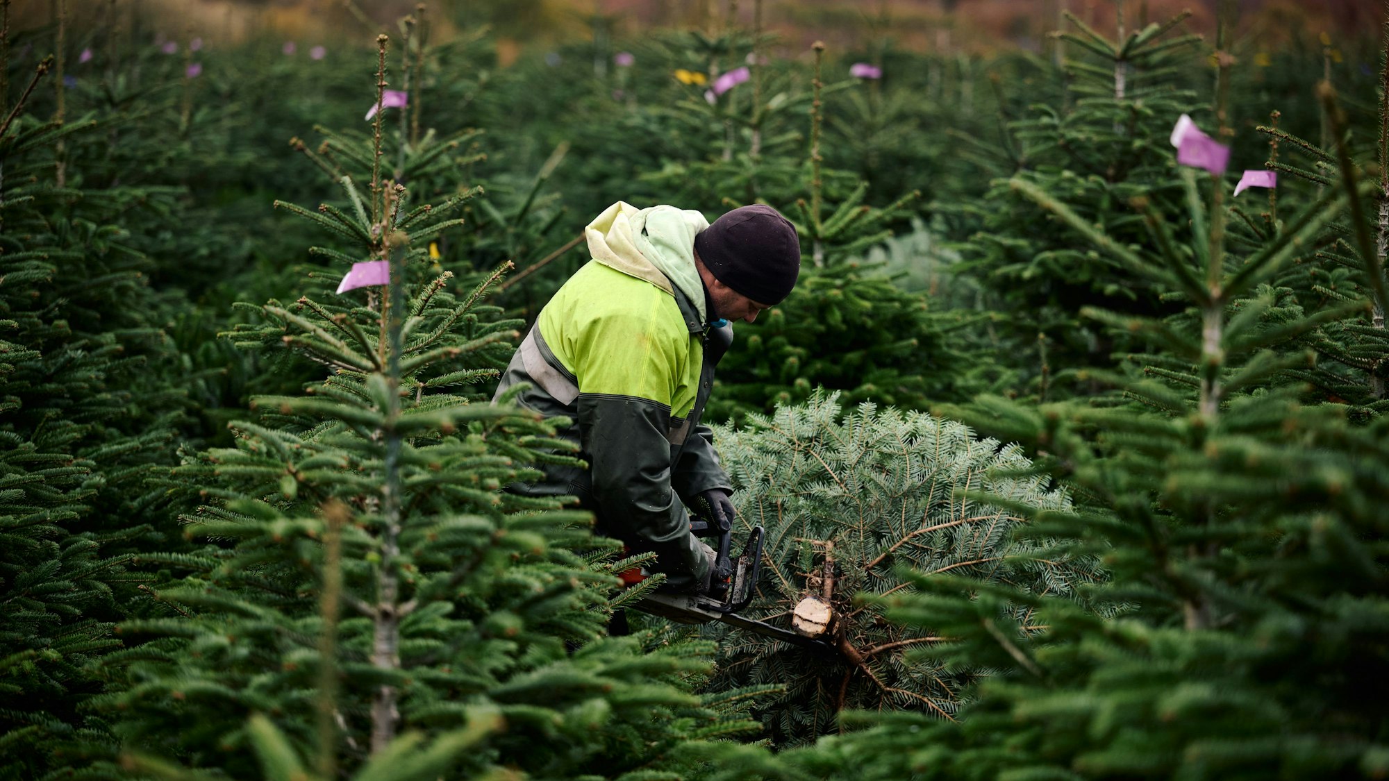 Ein Weihnachtsbaum wird auf einer Anbaufläche vom Familienbetrieb Dünnebacke-Strugholz zugeschnitten.