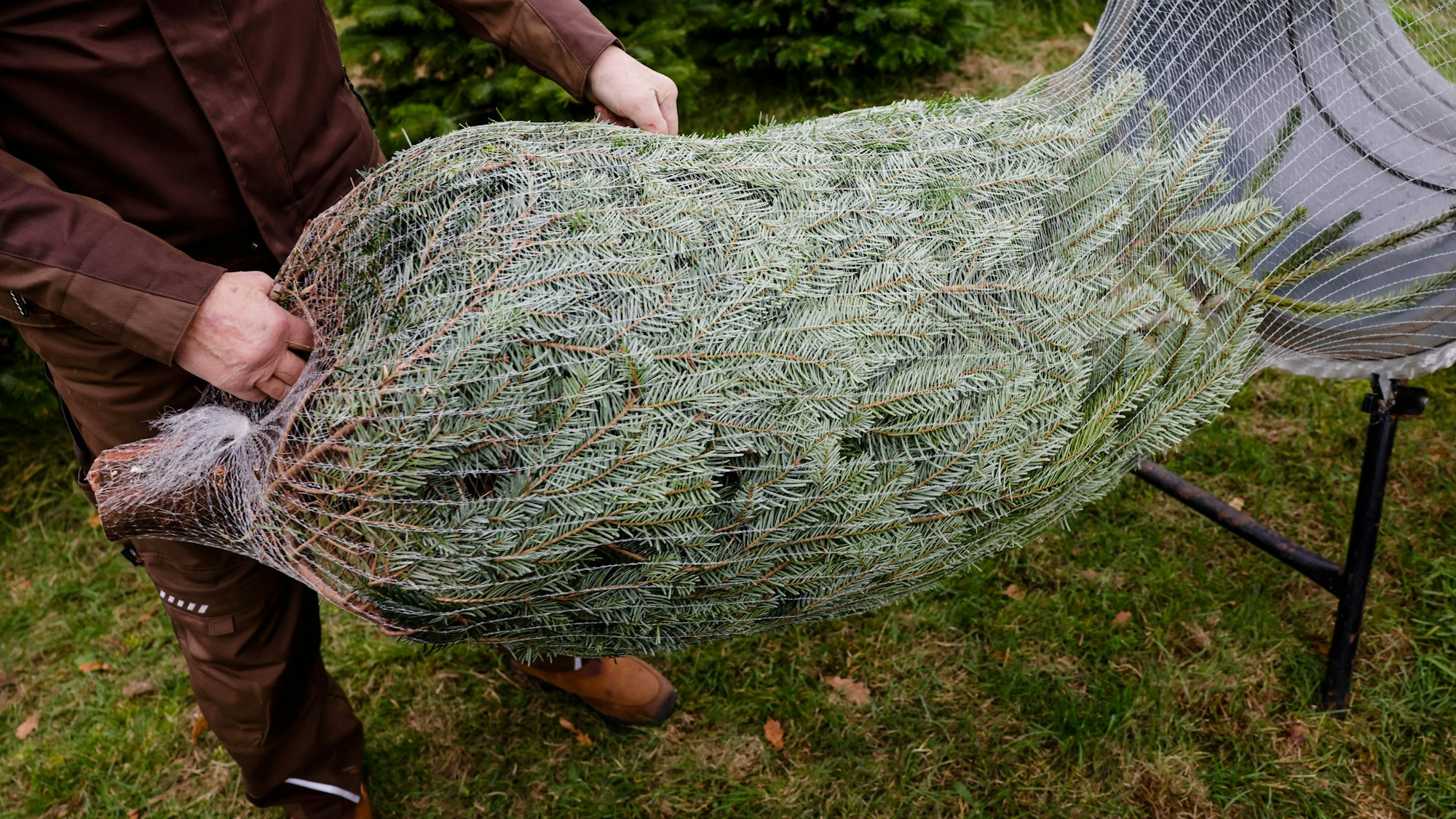 Ein transportbereiter Weihnachtsbaum wird aus einer Verpackungsmaschine gezogen.