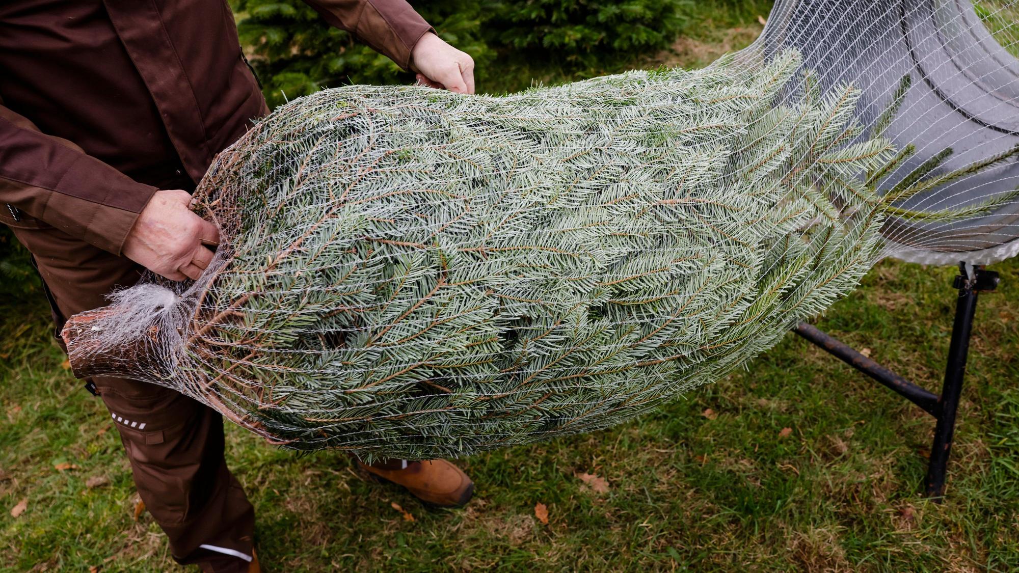 Ein transportbereiter Weihnachtsbaum wird aus einer Verpackungsmaschine gezogen.