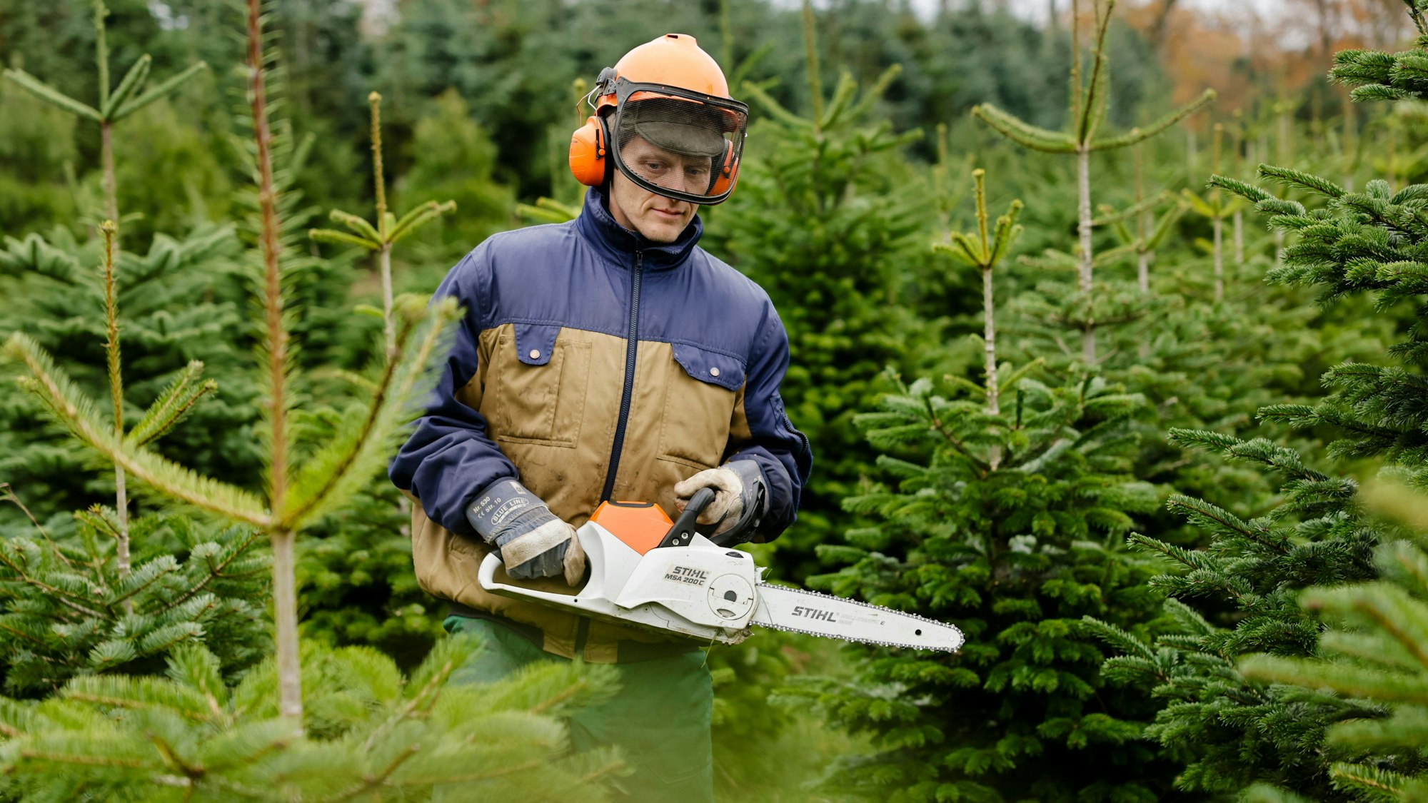 Ein Mann geht mit einer Motorsäge über ein Feld mit Weihnachtsbäumen.