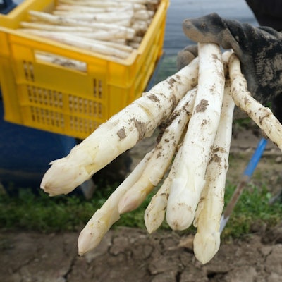 Spargelernte auf einem Feld (Symbolfoto).