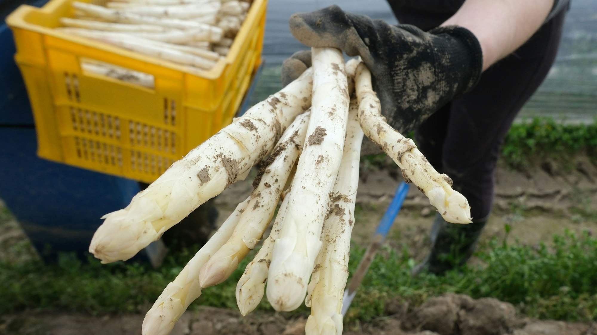 Spargelernte auf einem Feld (Symbolfoto).