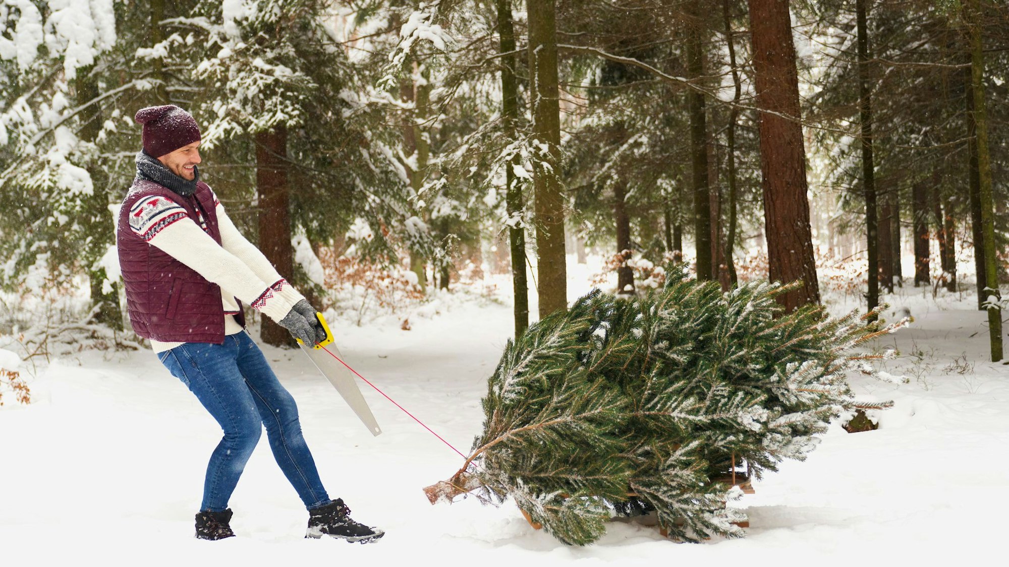 Mann zieht Tannenbaum im Schnee.