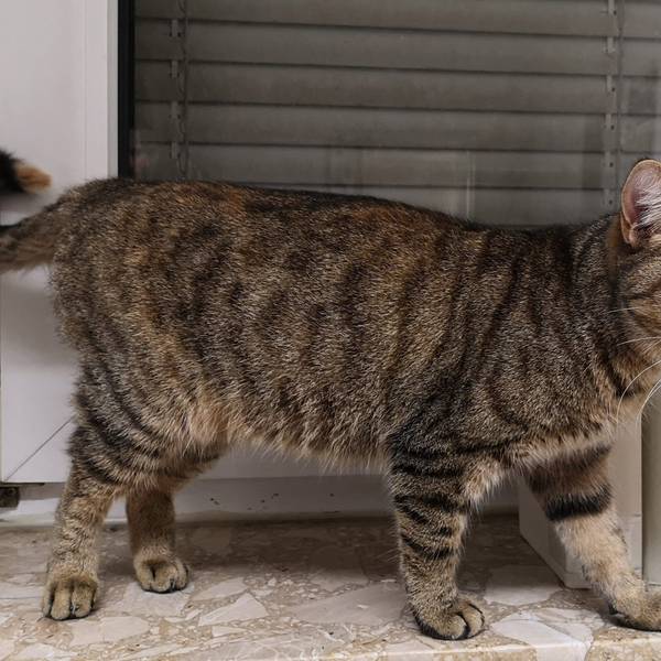 Eine getigerte Katze steht auf einer Fensterbank. (Symbolbild)