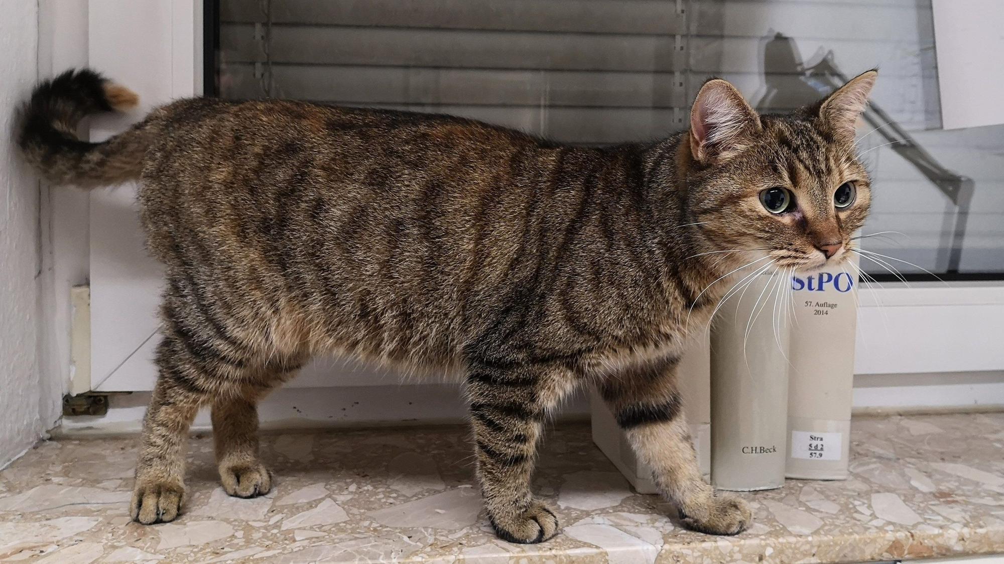 Eine getigerte Katze steht auf einer Fensterbank. (Symbolbild)