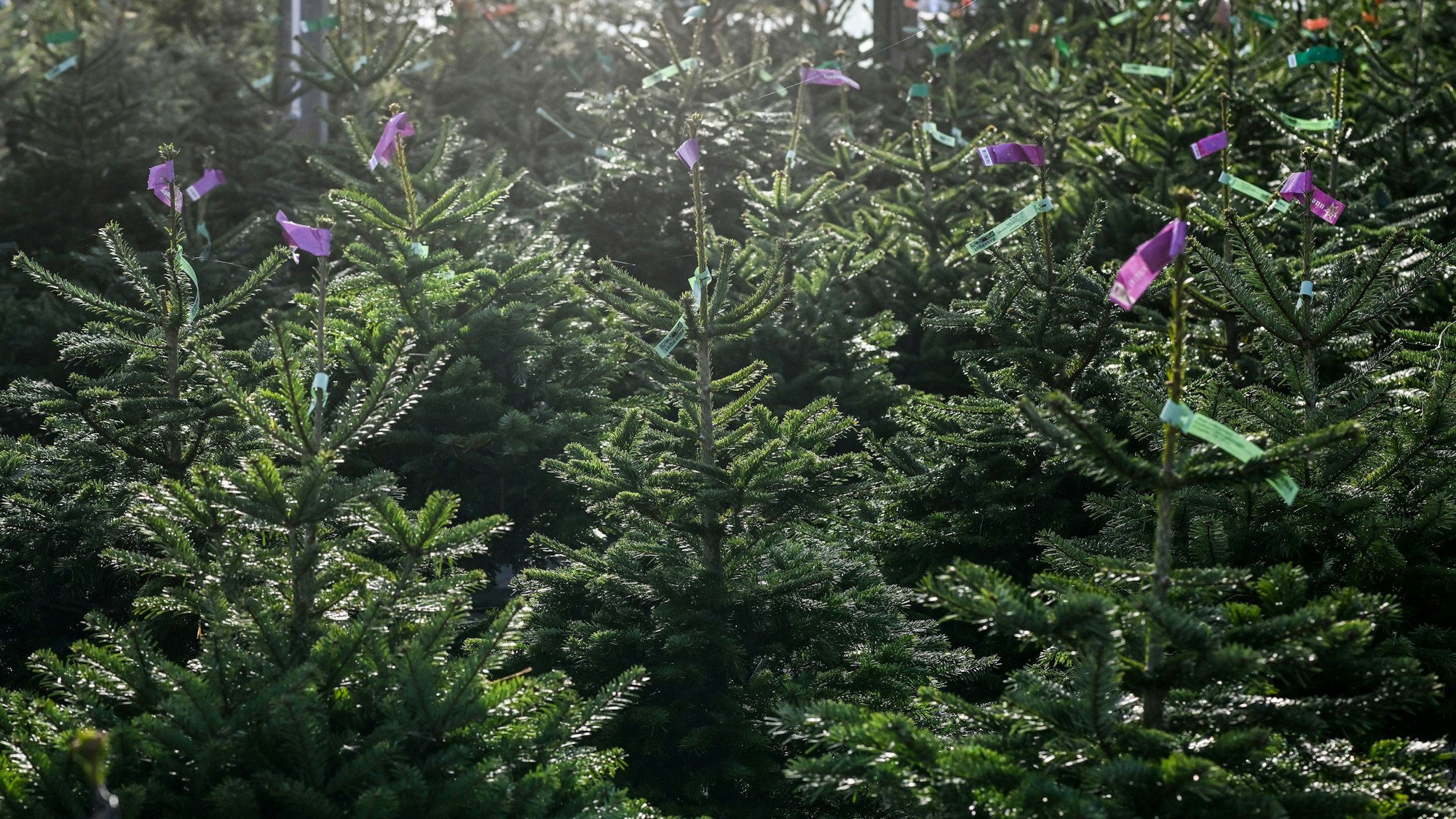 Mehrere Tannenbäume stehen nebeneinander.
