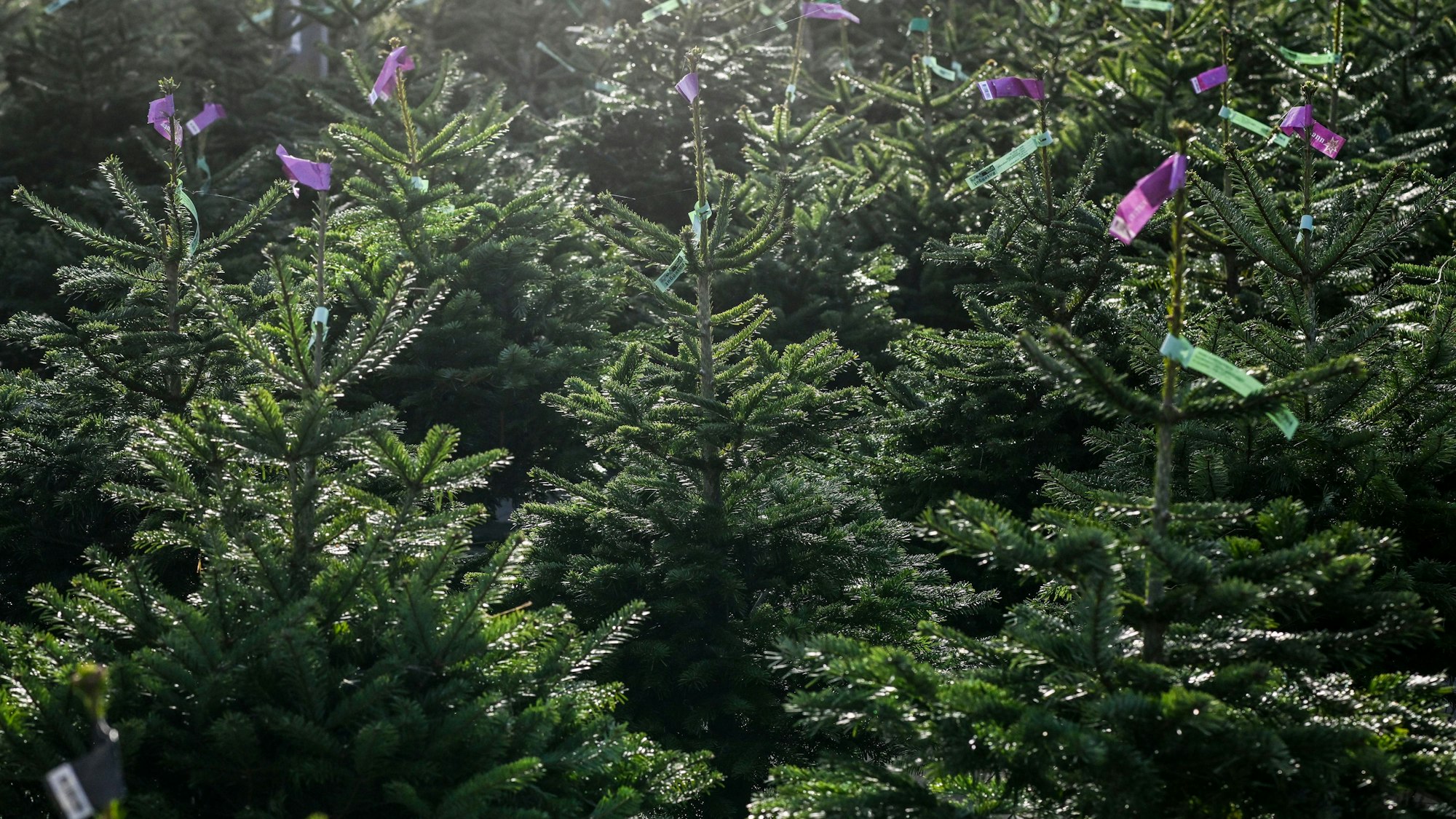 Zu sehen ist eine Auswahl an Weihnachtsbäumen.