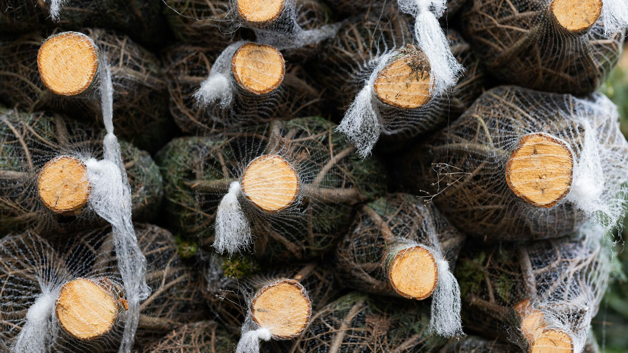 Eingenetzte Weihnachtsbäume liegen übereinander gestapelt.