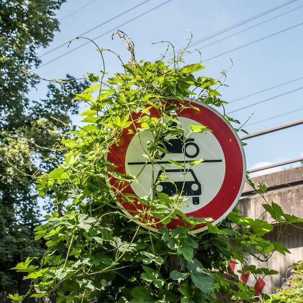 Ein grün umranktes Verkehrsschild vor einer Eisenbahnbrücke in Leverkusen.