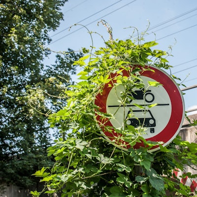 Ein grün umranktes Verkehrsschild vor einer Eisenbahnbrücke in Leverkusen.