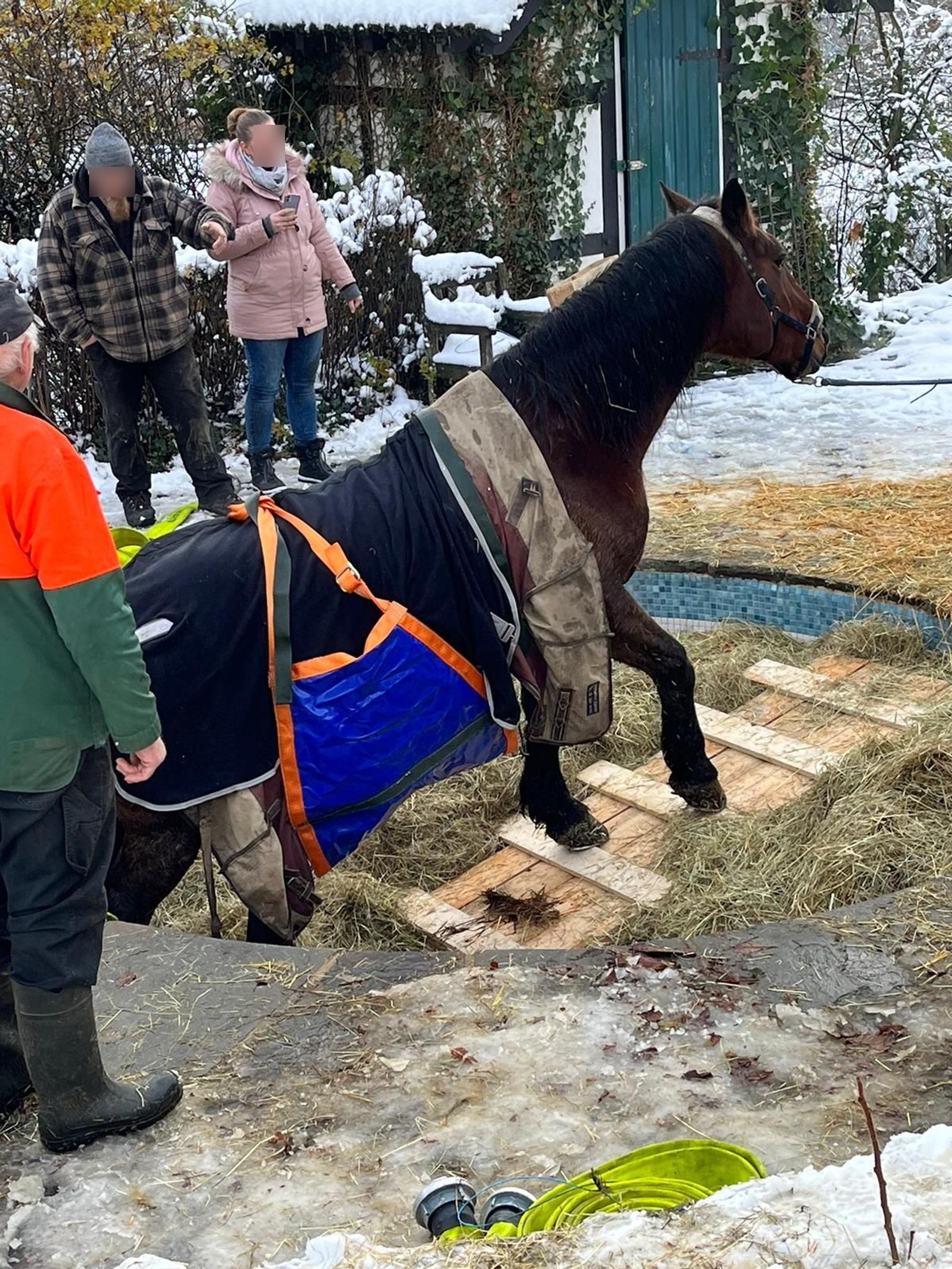 Das Pferd geht über eine Rampe.