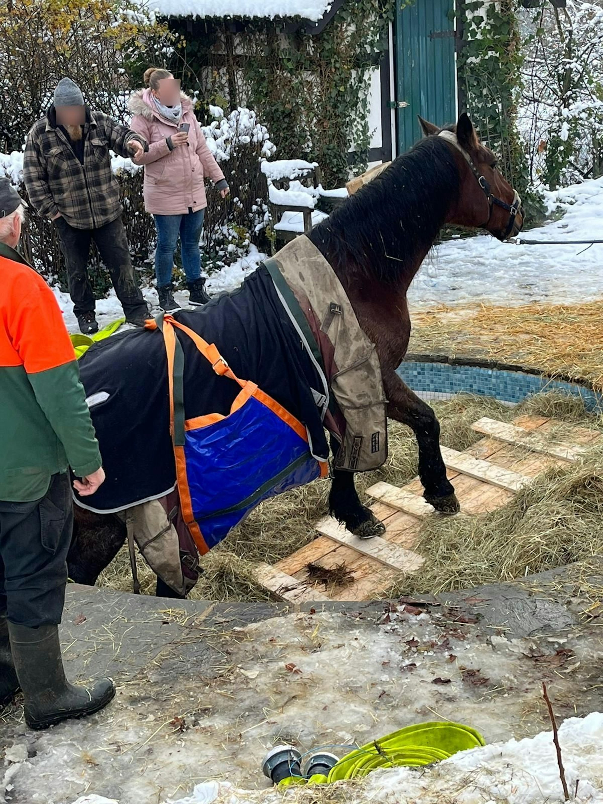 Das Pferd geht über eine Rampe.