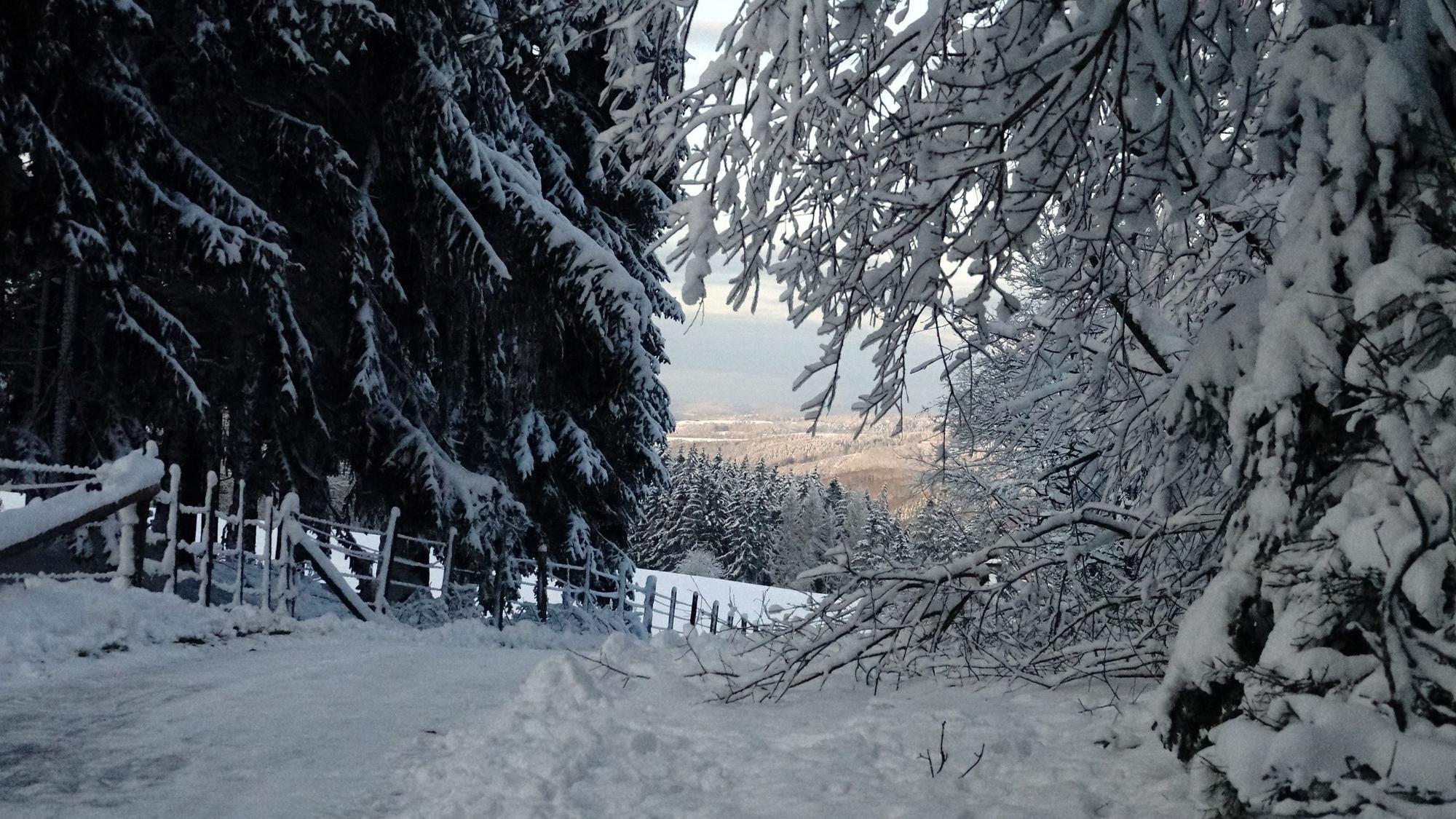 Schneewanderung Eifelschleife Wolferter Höhen, Bäume und Wiesen sind schneebedeckt.