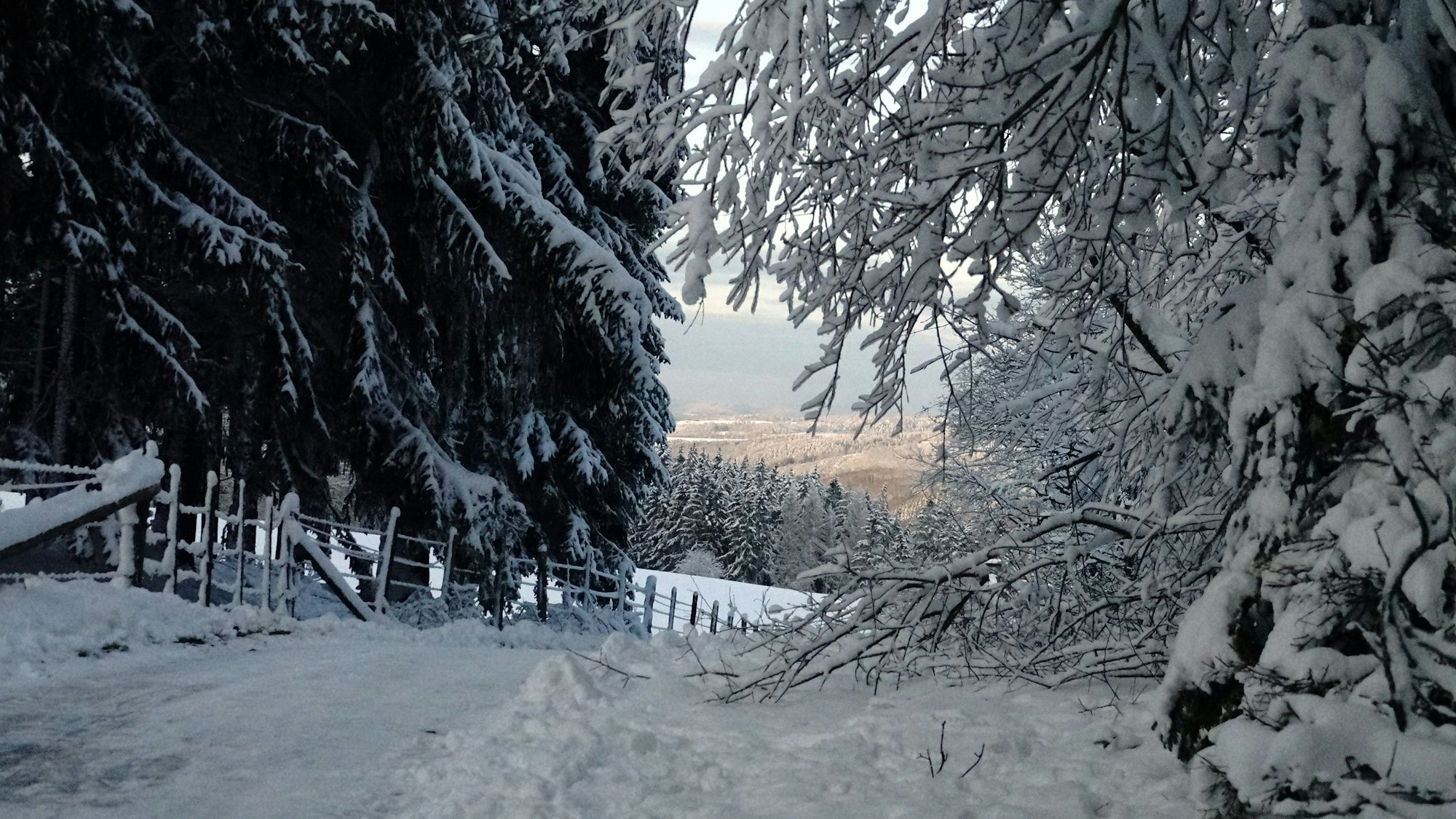 Schneewanderung Eifelschleife Wolferter Höhen, Bäume und Wiesen sind schneebedeckt.
