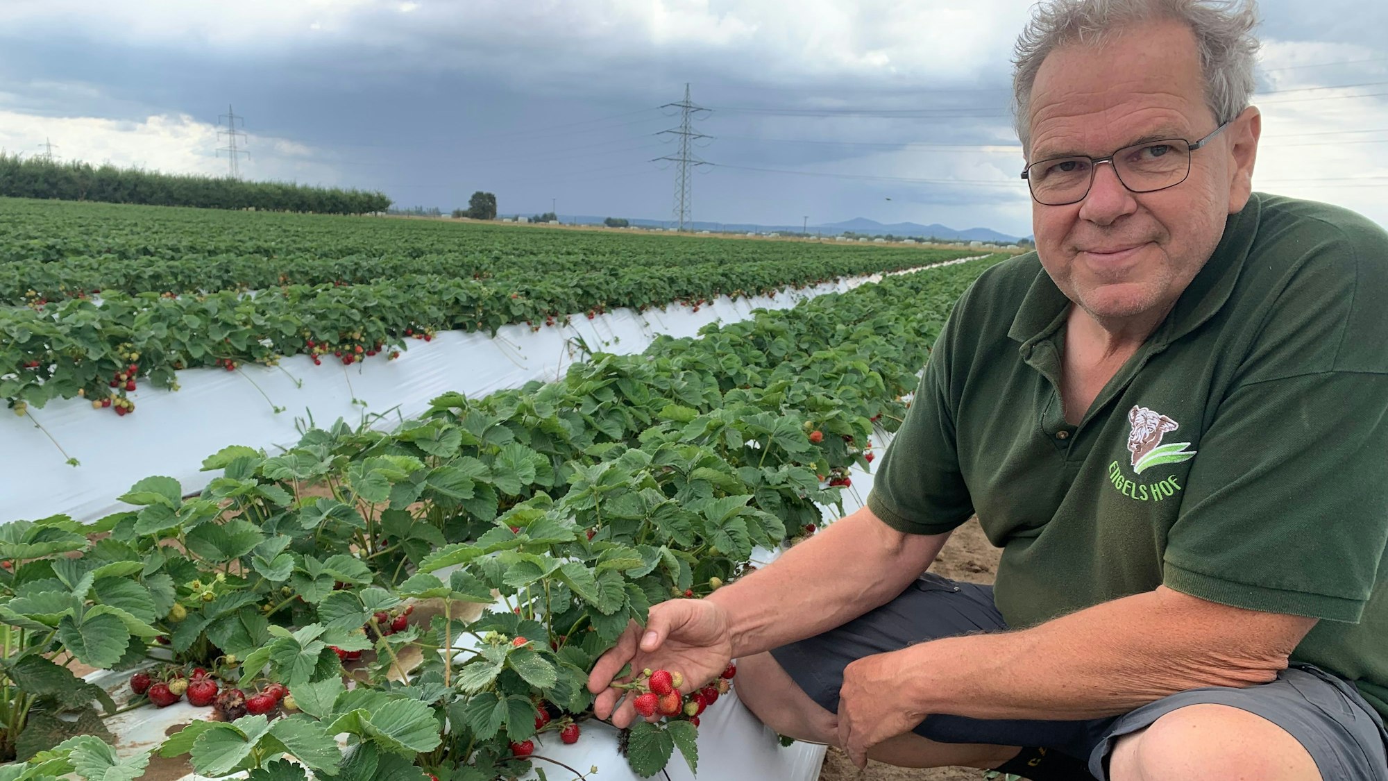 Ein Mann im grünen Polohemd kniet neben einem Hügelbeet mit Erdbeeren
