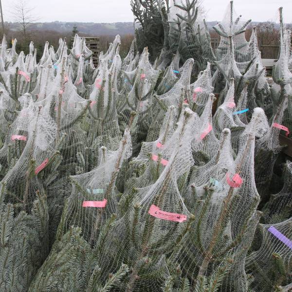 Noch sind die Lager der Weihnachtsbaum-Verkäufer randvoll.