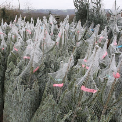Noch sind die Lager der Weihnachtsbaum-Verkäufer randvoll.