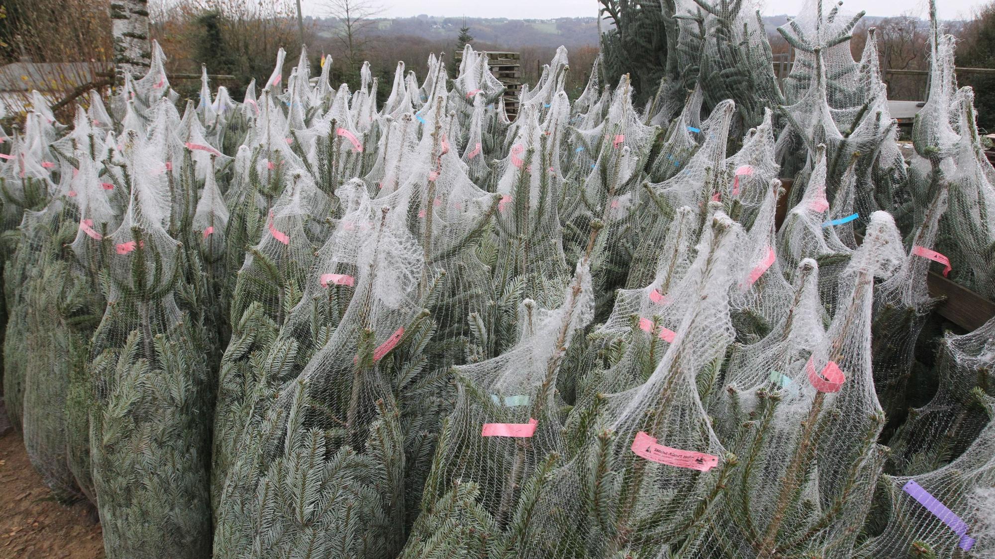 Noch sind die Lager der Weihnachtsbaum-Verkäufer randvoll.