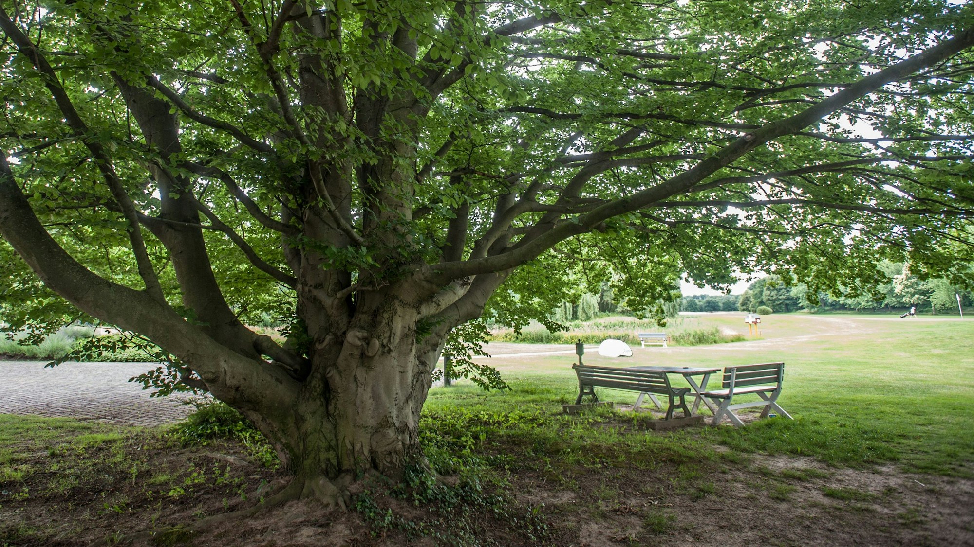 Alte Buche auf dem Golfplatz Kurtekotten.