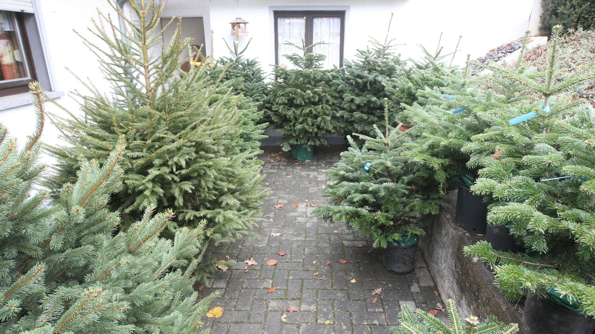 Die Kunden haben die Qual der Wahl zwischen verschiedenen Tannen-Sorten.