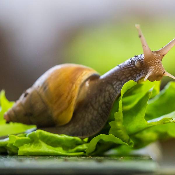 Eine Große Achatschnecke kriecht im Zuchtbereich des Aquariums Berlin auf einem Salatblatt.