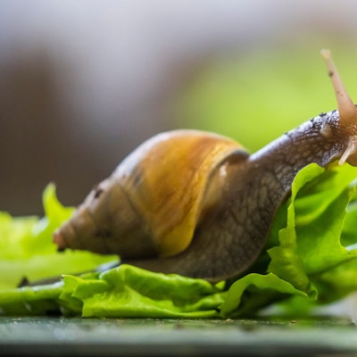 Eine Große Achatschnecke kriecht im Zuchtbereich des Aquariums Berlin auf einem Salatblatt.