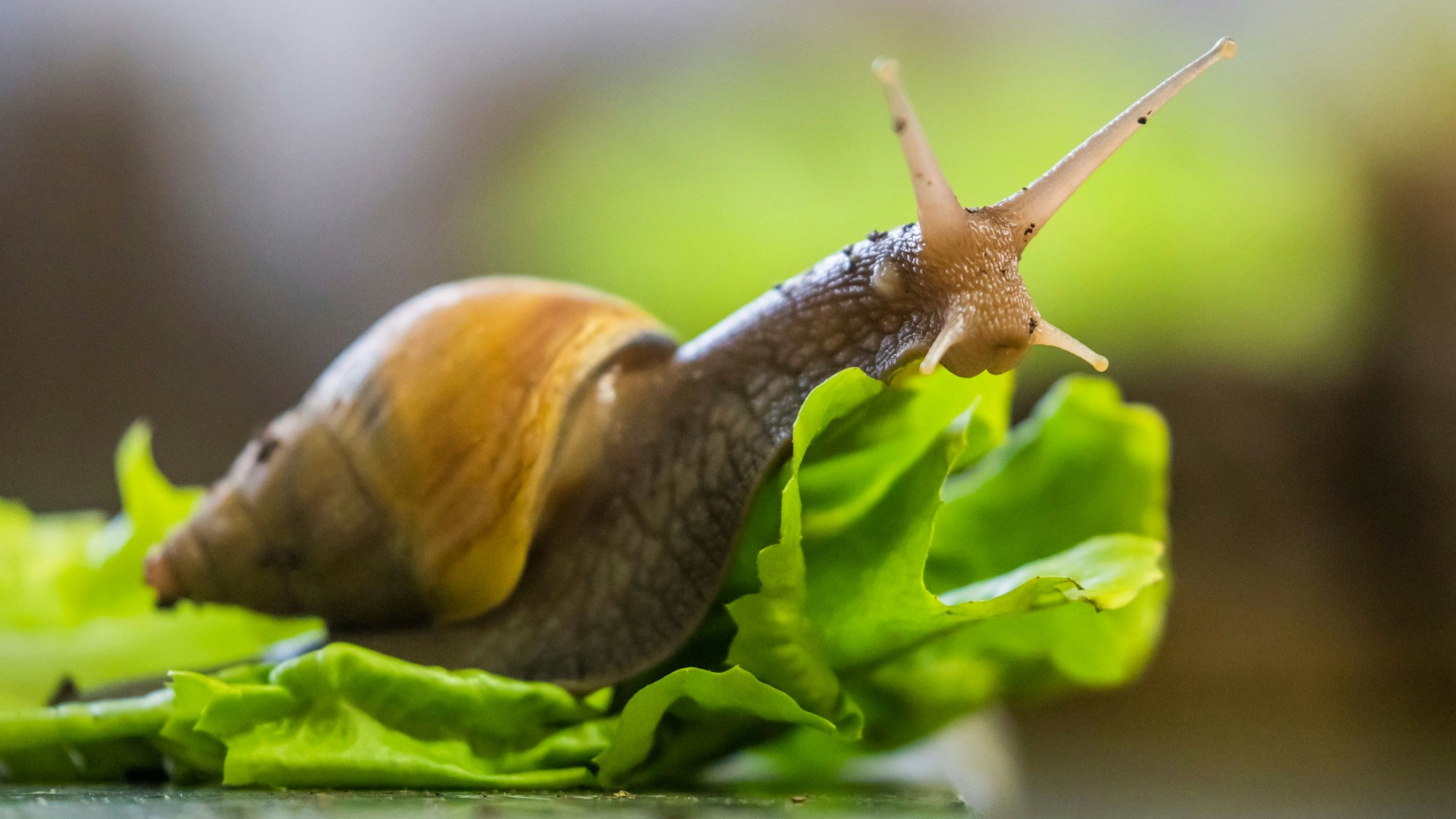 Eine Große Achatschnecke kriecht im Zuchtbereich des Aquariums Berlin auf einem Salatblatt.