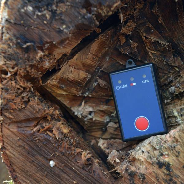 Ein GPS-Gerät liegt im Staatswaldforst in Frankenberg (Hessen) in einem ausgehöhlten Buchenstamm.