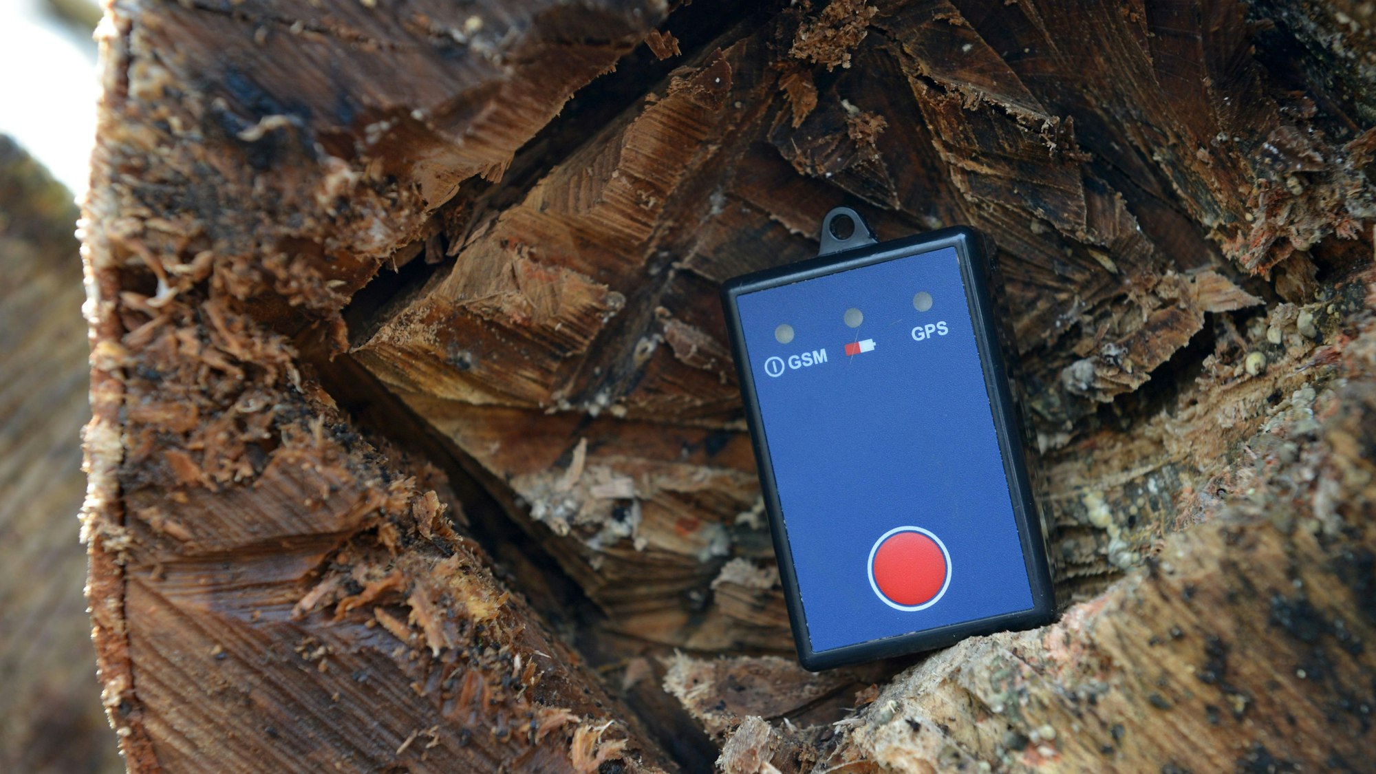 Ein GPS-Gerät liegt im Staatswaldforst in Frankenberg (Hessen) in einem ausgehöhlten Buchenstamm.