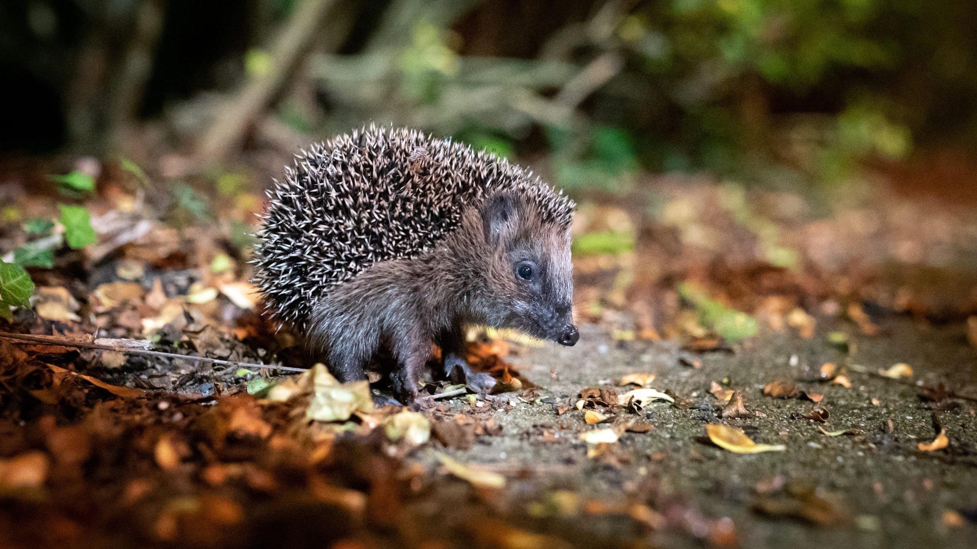 ARCHIV - 17.10.2021, Hamburg: Ein junger Braunbrustigel (Erinaceus europaeus) sitzt zwischen Laub auf einem Gehweg vor einem Gebüsch. Der Igel ist zum Tier des Jahres 2024 gewählt worden. (zu dpa «Deutsche Wildtierstiftung: Igel ist Tier des Jahres 2024») Foto: Jonas Walzberg/dpa +++ dpa-Bildfunk +++