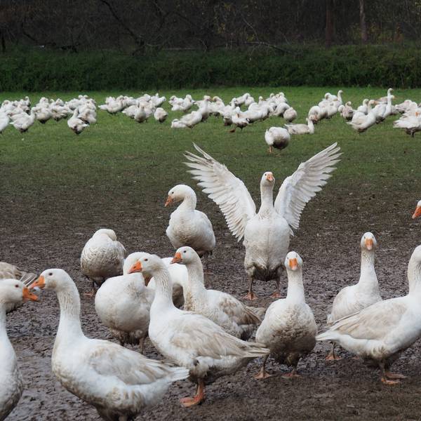 Eine Schar Gänse ist auf einer Wiese.