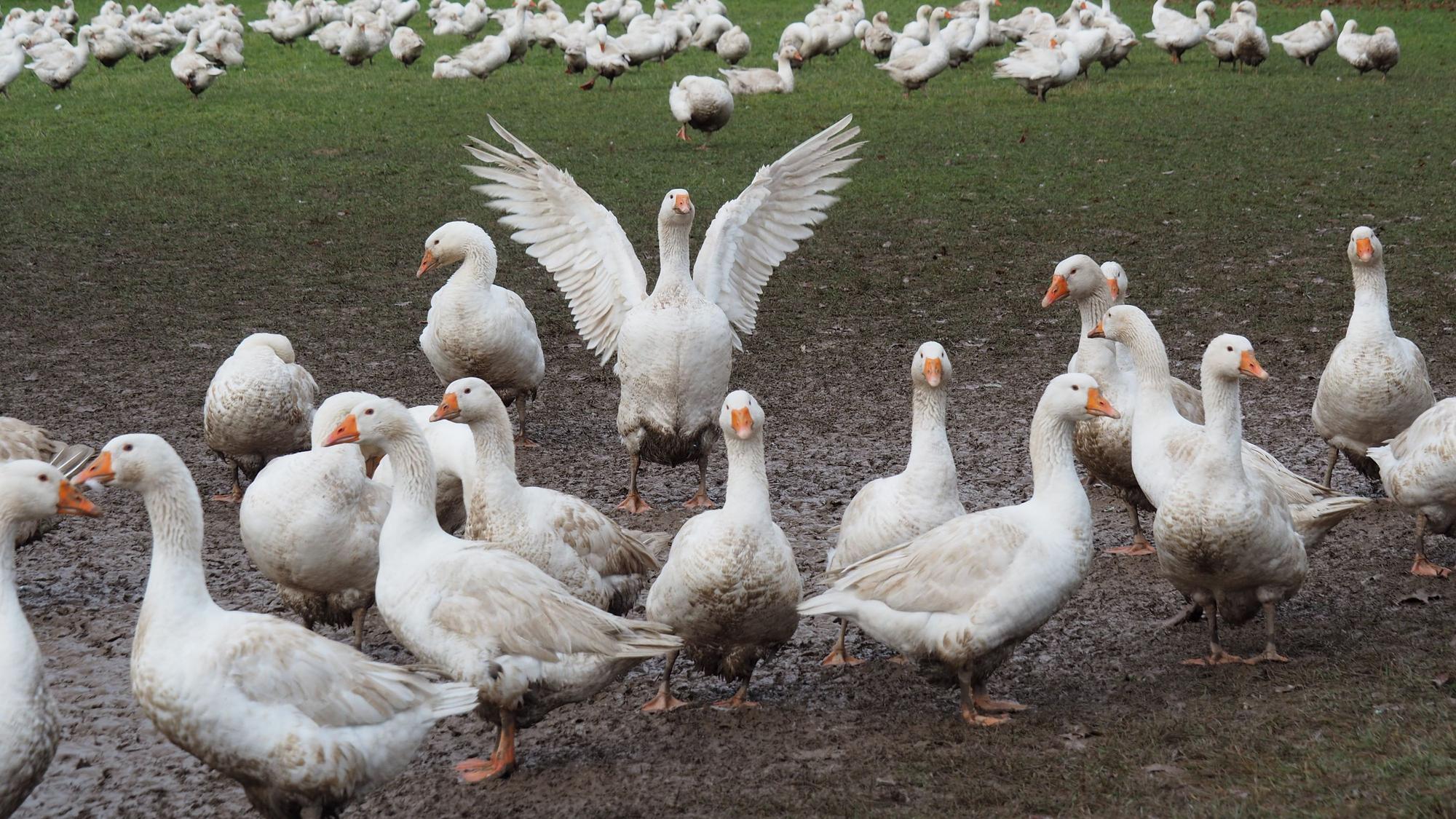 Eine Schar Gänse ist auf einer Wiese.