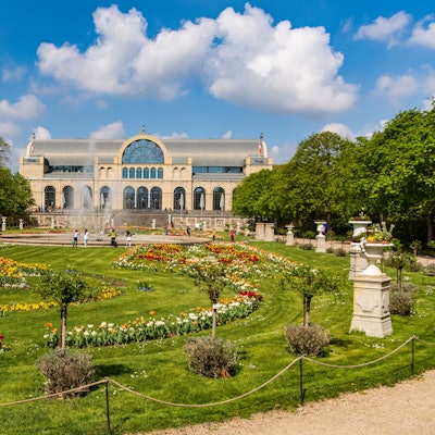 Tulpen blühen in der Flora in Köln.