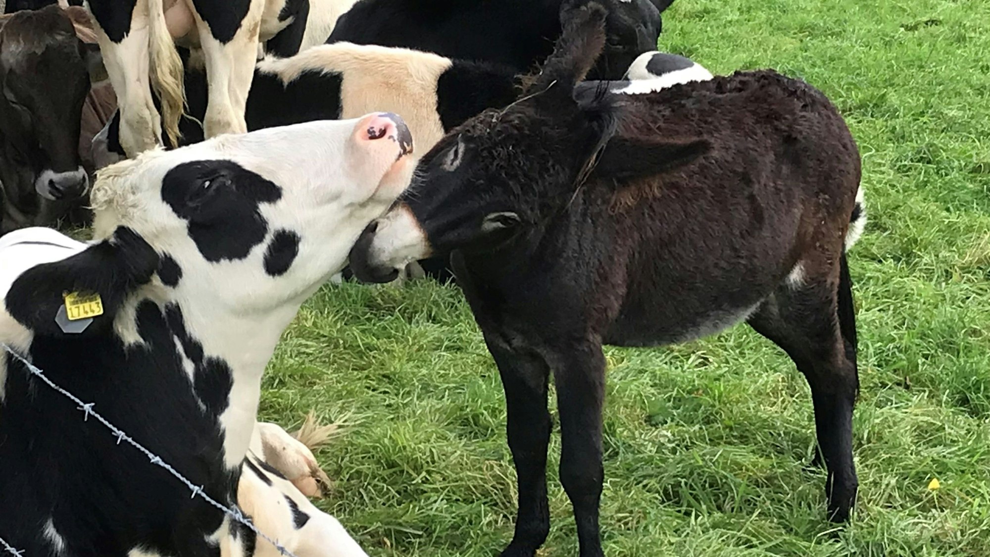 Mit diesem Foto schmusender Kühe erreichte Hans-Jürgen Weyand Platz 12 beim Fotowettbewerb 2023