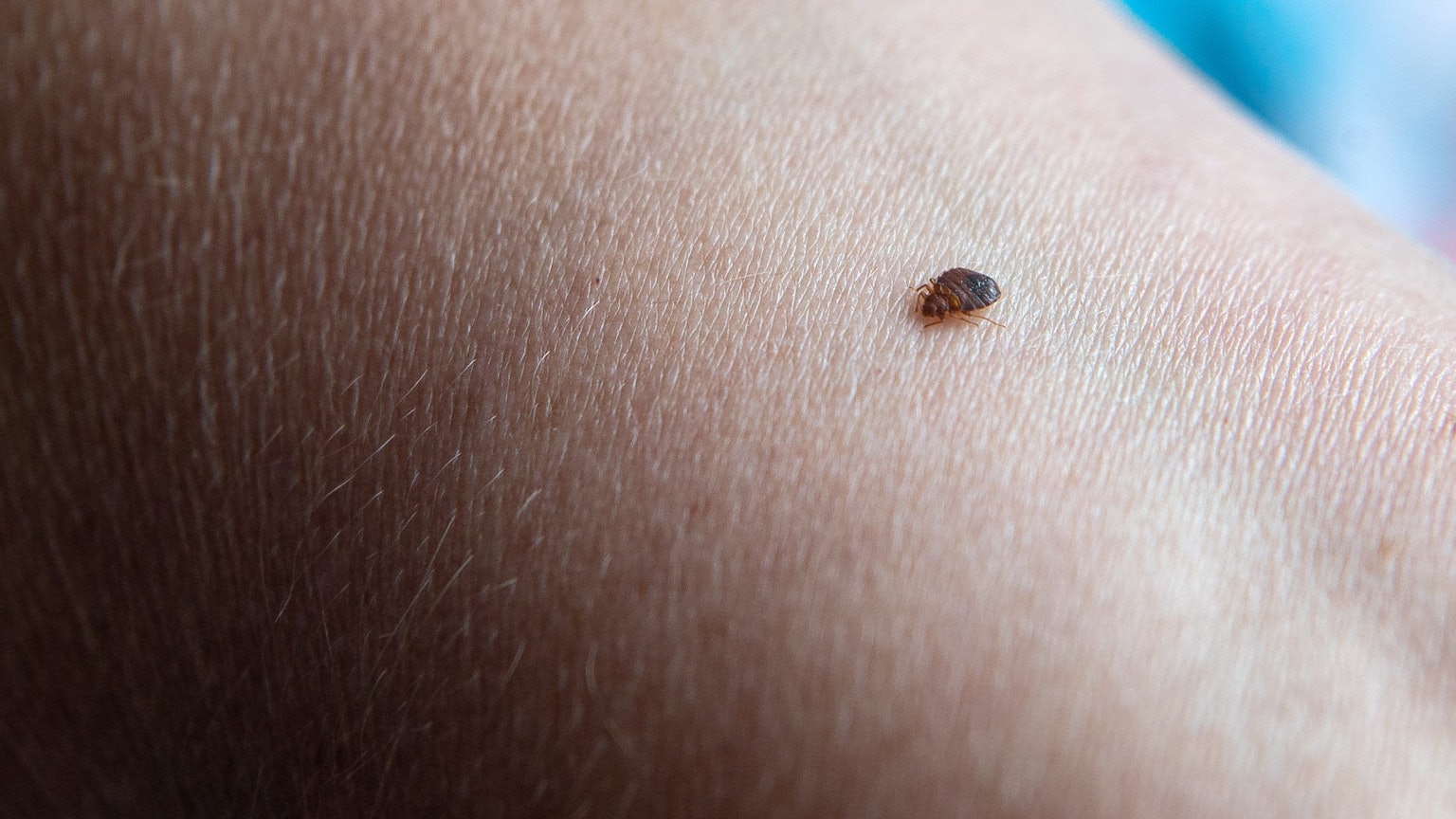 Eine Bettwanze beißt in einen Arm.