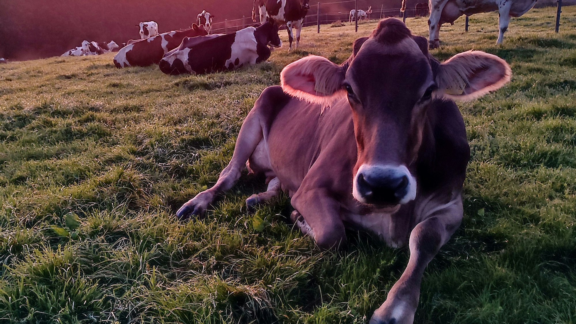Eine Kuh liegt beim Sonnenaufgang auf einer Wiese.